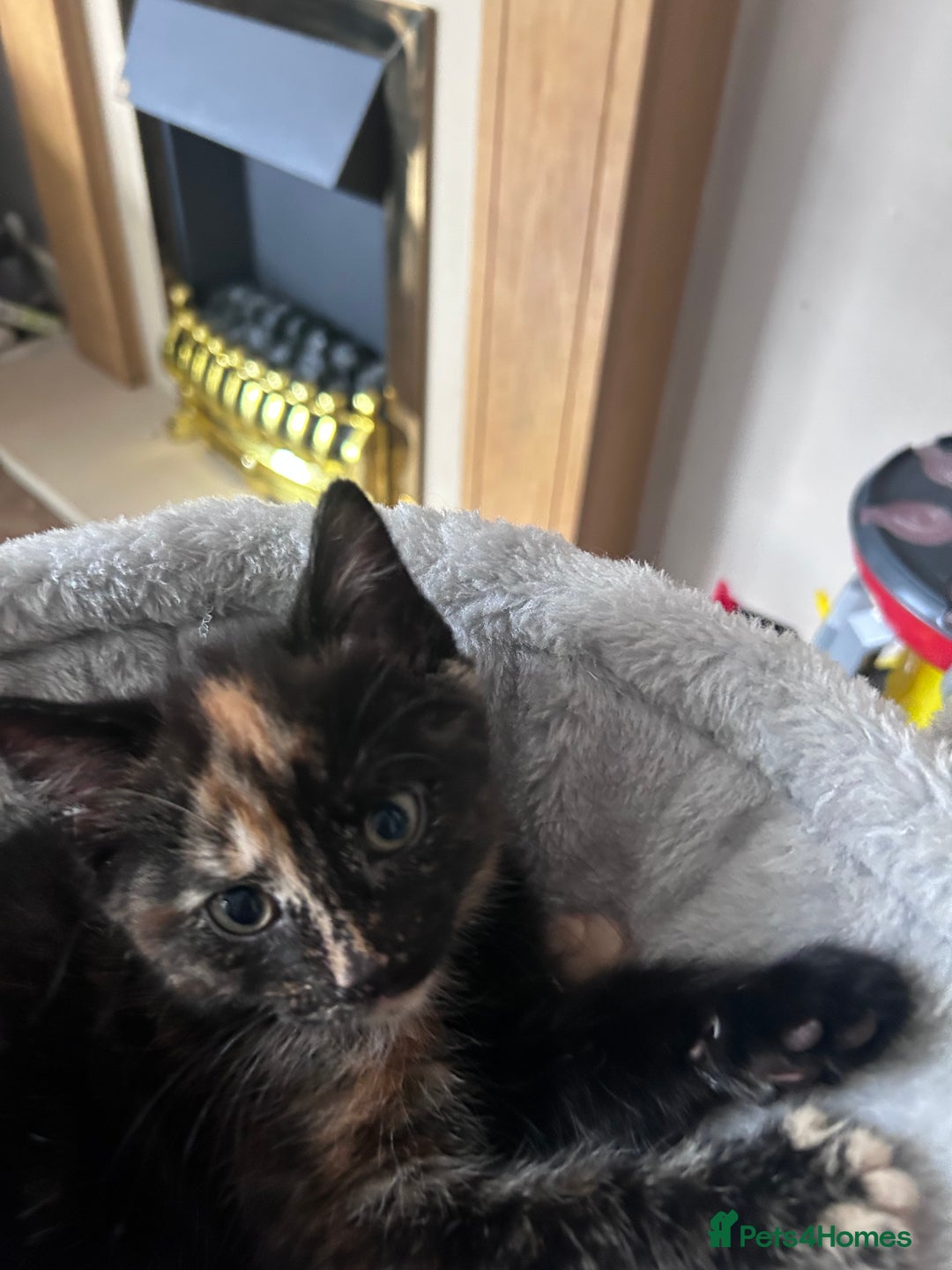 Mixed Breed cats for sale: 4 kittens 2 male 2 female  - Image 3