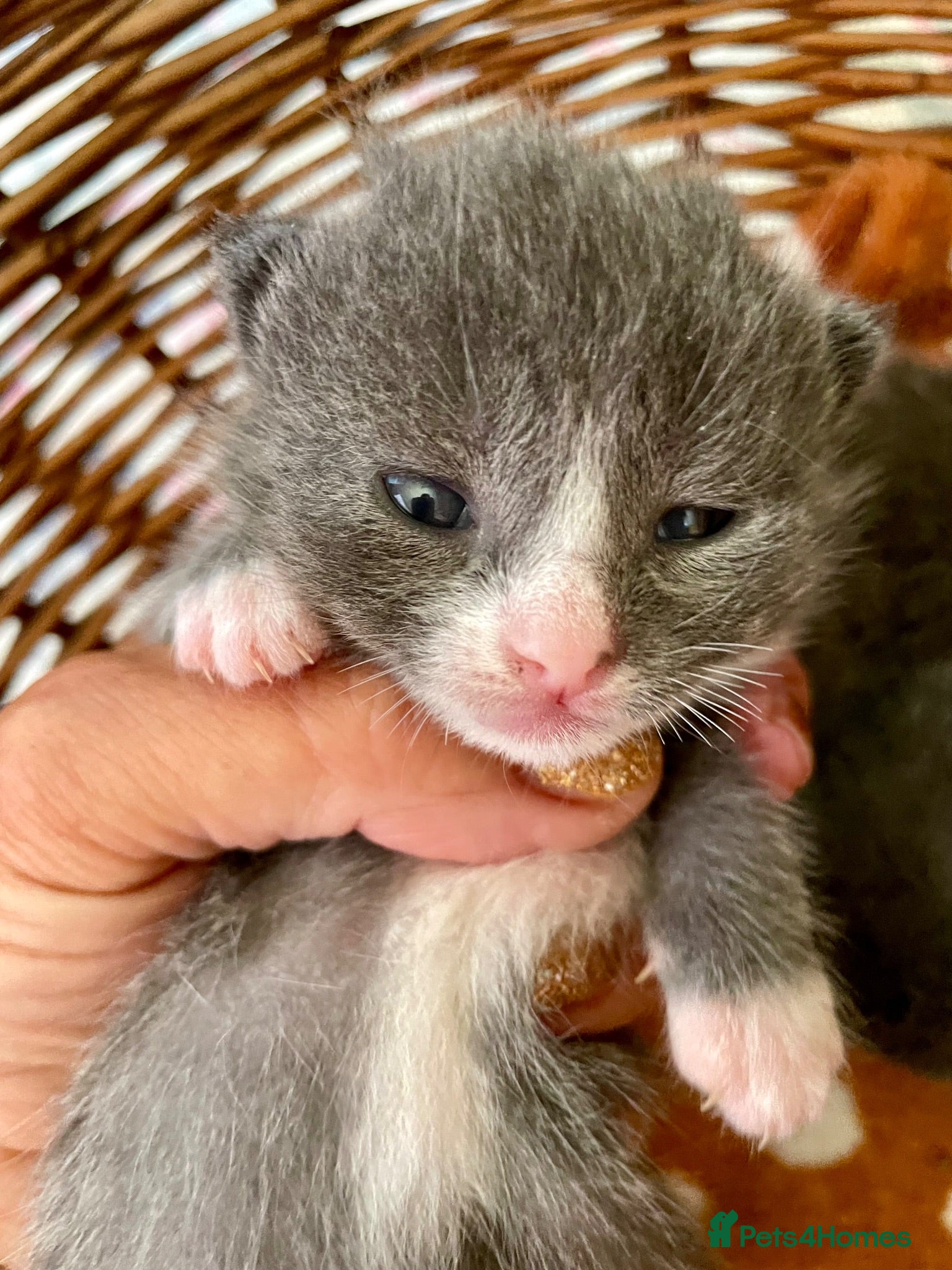 Mixed Breed cats Russian blue/British short hair  - Advert 1
