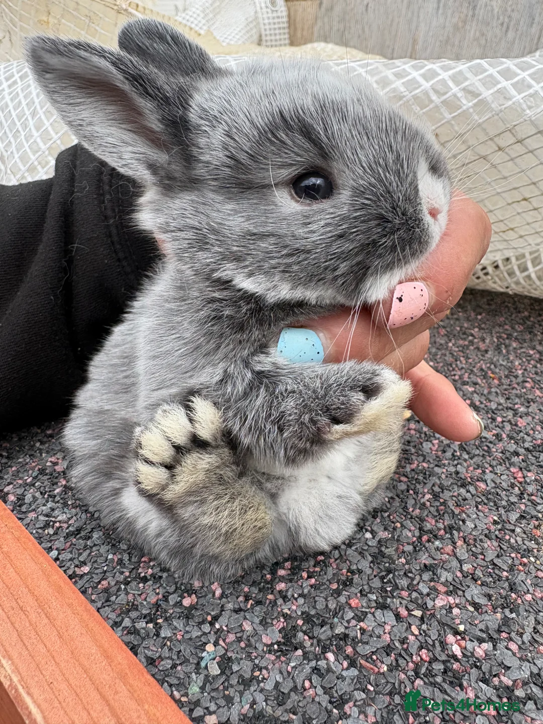 Mixed Breed rabbits for sale: Mini lop x new zealand in Hemel Hempstead - Advert 2
