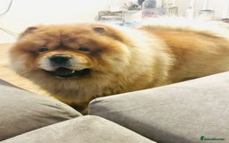 Chow Chow dogs for stud: Chow chow stud - Image 5