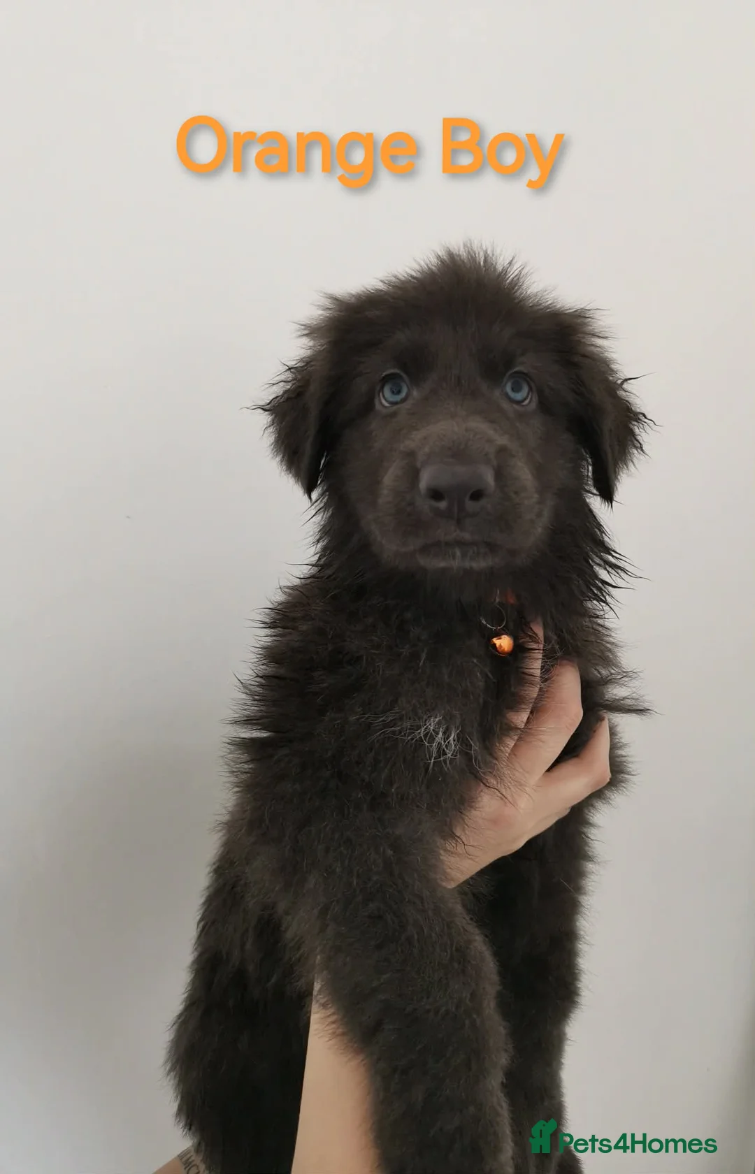 German Shepherd dogs for sale: 🐾✨ Adorable Rare German Shepherd Puppies! ✨🐾 - Advert 16