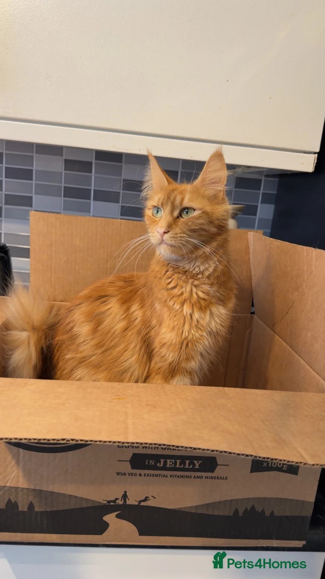 Maine Coon cats for sale: Mainecoone kittens  - Advert 1