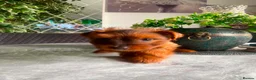 Yorkshire Terrier dogs for sale: Wioletta - Advert 4