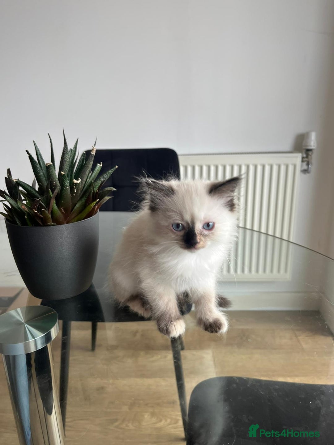 Ragdoll cats for sale: 7 Adorable Ragdoll Kittens Ready for Loving Homes - Advert 14