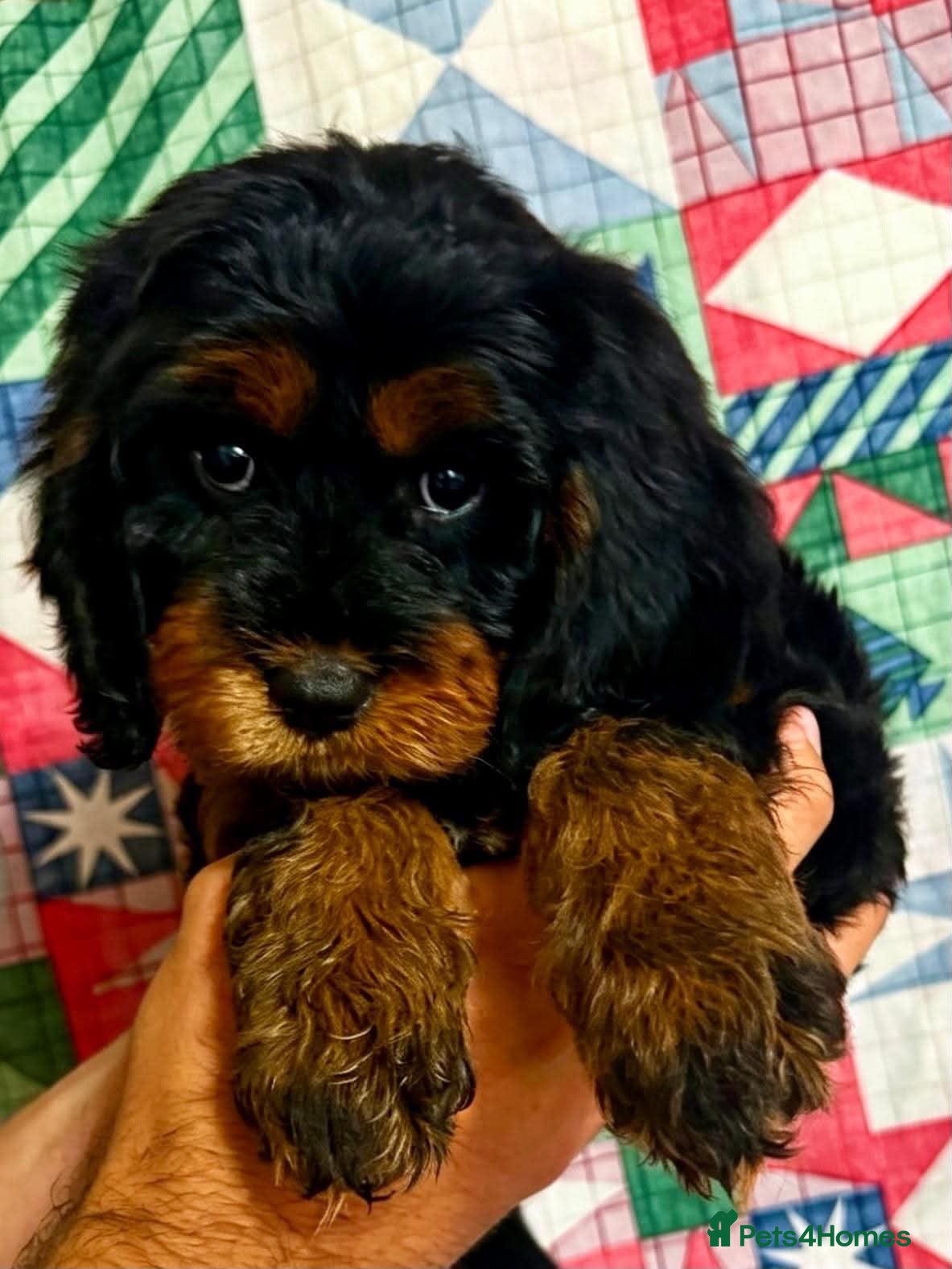 Cavapoo dogs STUNNING F1 CAVAPOO PUPPIES READY TO GO! - Advert 1