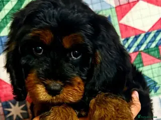 Cavapoo dogs STUNNING F1 CAVAPOO PUPPIES READY TO GO! - Advert 1