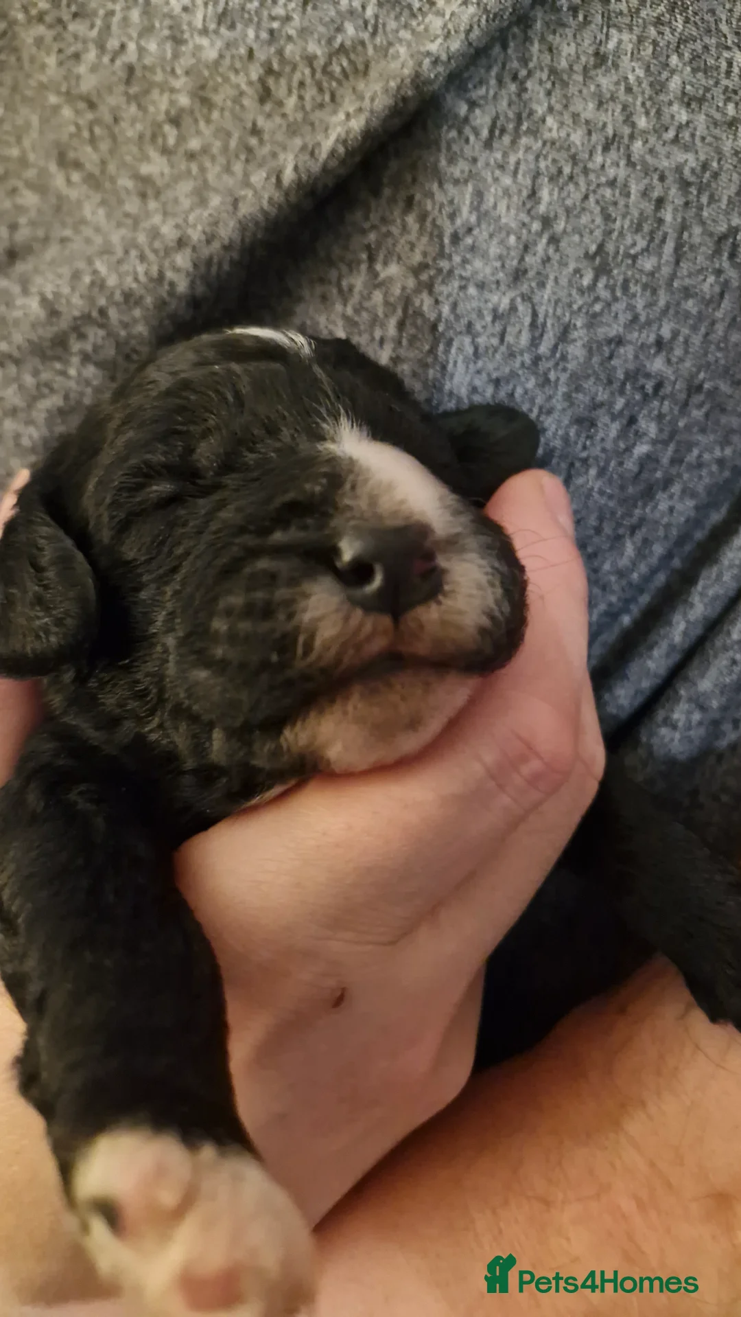 Mixed Breed dogs for sale: Beddlington  - Advert 4