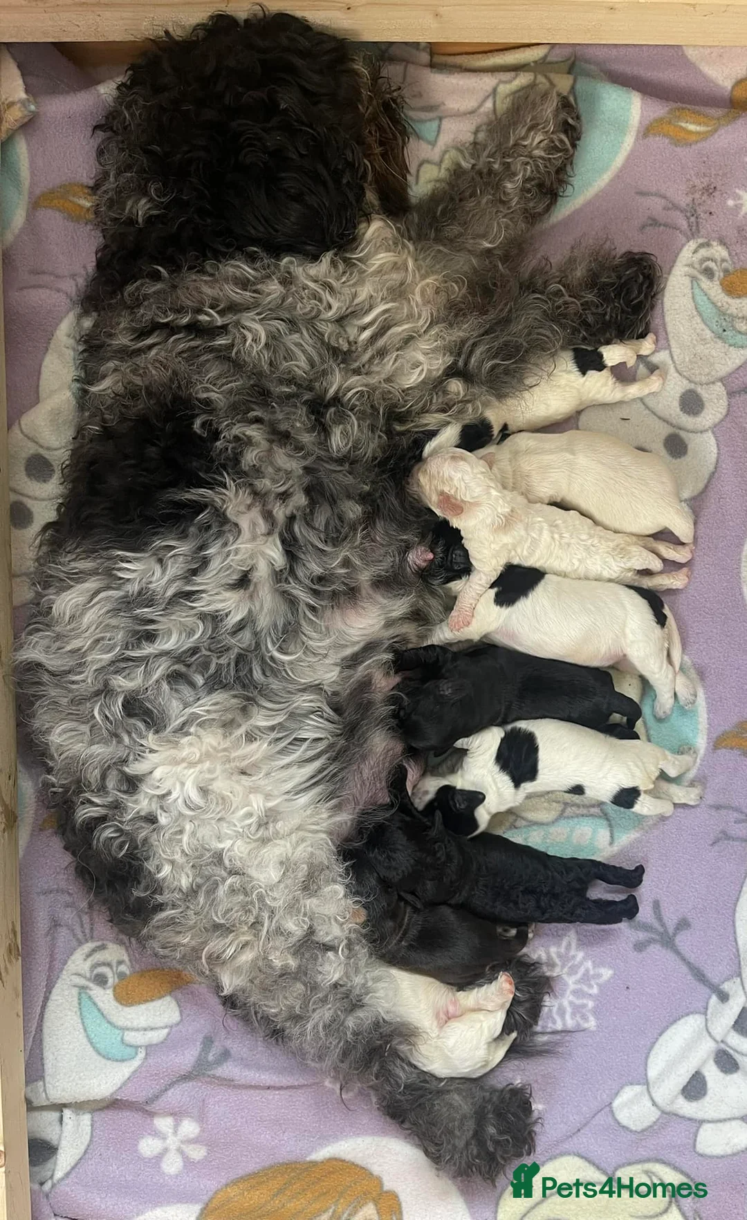 Cockapoo dogs for stud: Red Sable - Carrys Tan/Phantom, Parti & Chocolate in Eastleigh - Advert 10