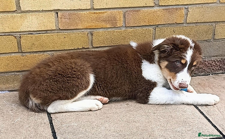 Australian Shepherd dogs in Peterborough - Advert 9
