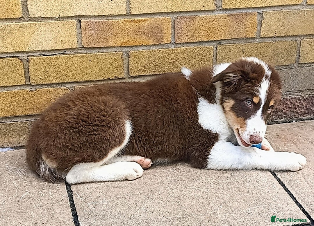Australian Shepherd dogs for sale: Australian Shepherd puppies in Peterborough - Image 8