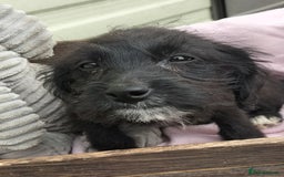 Labradoodle dogs for sale: Miniature Labradoodle puppies  - Image 16