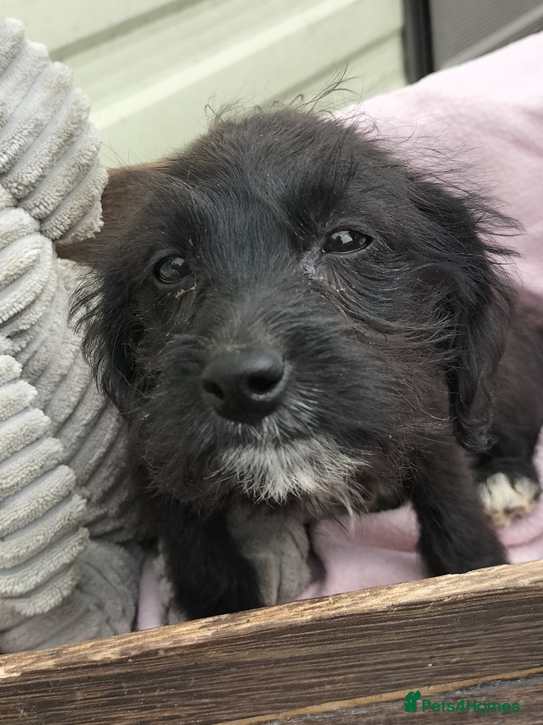 Labradoodle dogs for sale: Miniature Labradoodle puppies  - Image 16