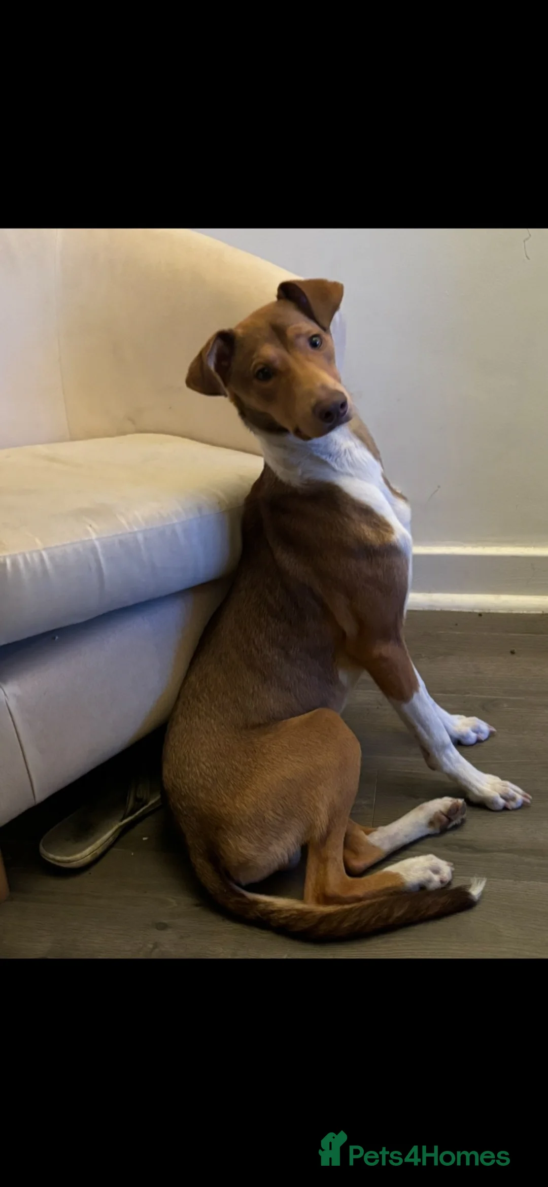 Mixed Breed dogs for sale: Oscar  in Prescot - Advert 3