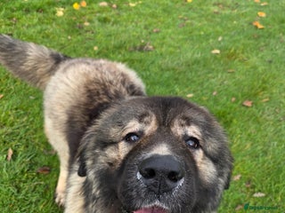 Caucasian Shepherd Dog dogs Adopt MISHA Supermoon - Advert 1