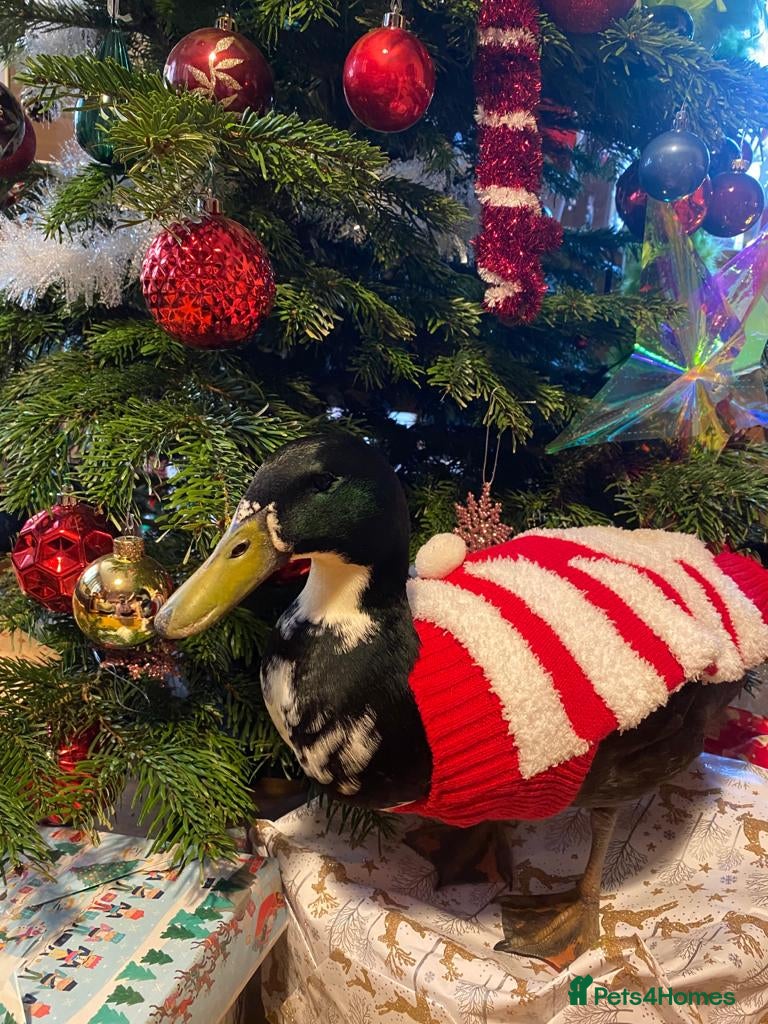 Ducks poultry Swedish Ducks - Advert 2