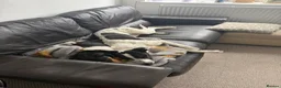 Mixed Breed dogs for sale: Two young dogs  - Advert 6