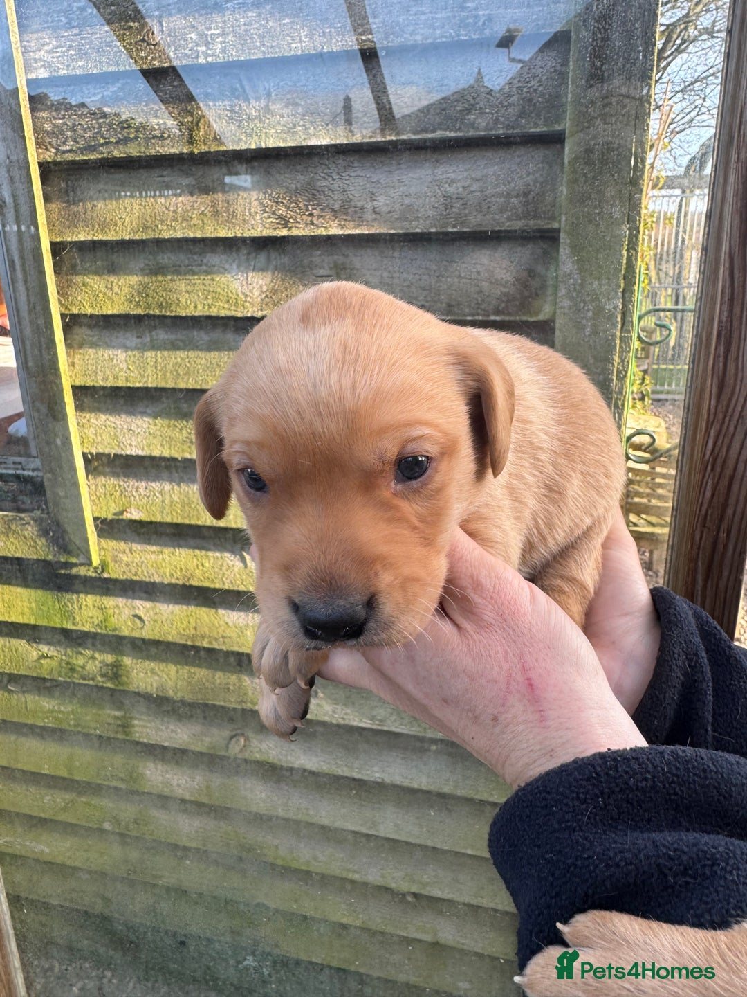 Labrador Retriever dogs for sale: 1st Class ⭐️⭐️⭐️⭐️⭐️ Licensed - Advert 7