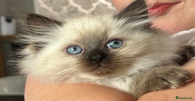Siberian cats - Advert 4