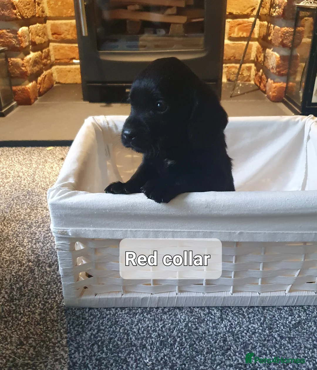 Cockerdor dogs for sale: COCKERDOR  PUPPIES - Advert 15