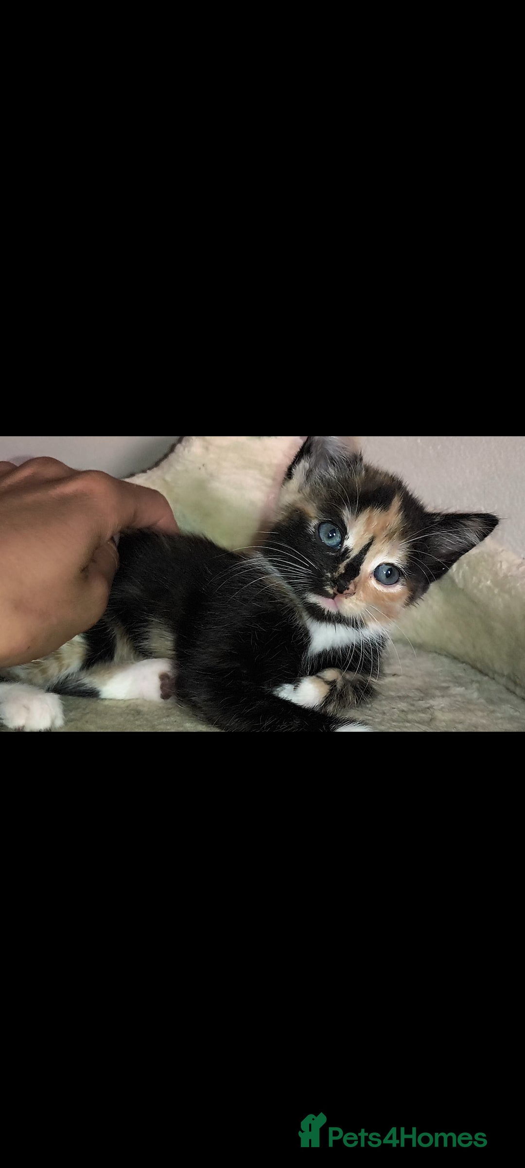 Mixed Breed cats for sale: 4 beautiful kittens - Image 6