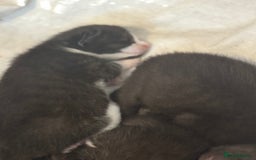 Mixed Breed cats for sale: Stunning, cuddly mixed breed kittens  - Image 3
