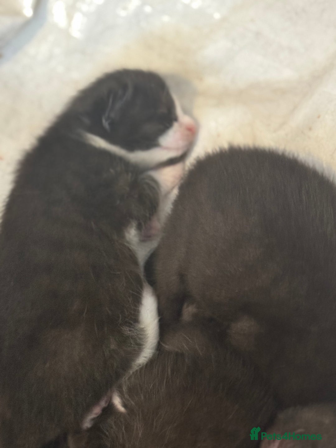 Mixed Breed cats for sale: Stunning, cuddly mixed breed kittens  - Image 3
