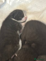 Mixed Breed cats - Advert 14