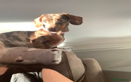 Miniature Dachshund dogs for sale: 🥰🐶 Miniature KC Dachshund puppies 🐶🥰 PRA Clear - Image 9
