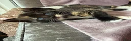 Mixed Breed cats for sale: Calico Beautiful-Mum Siamese Dad Ragdoll Bengal  - Advert 6
