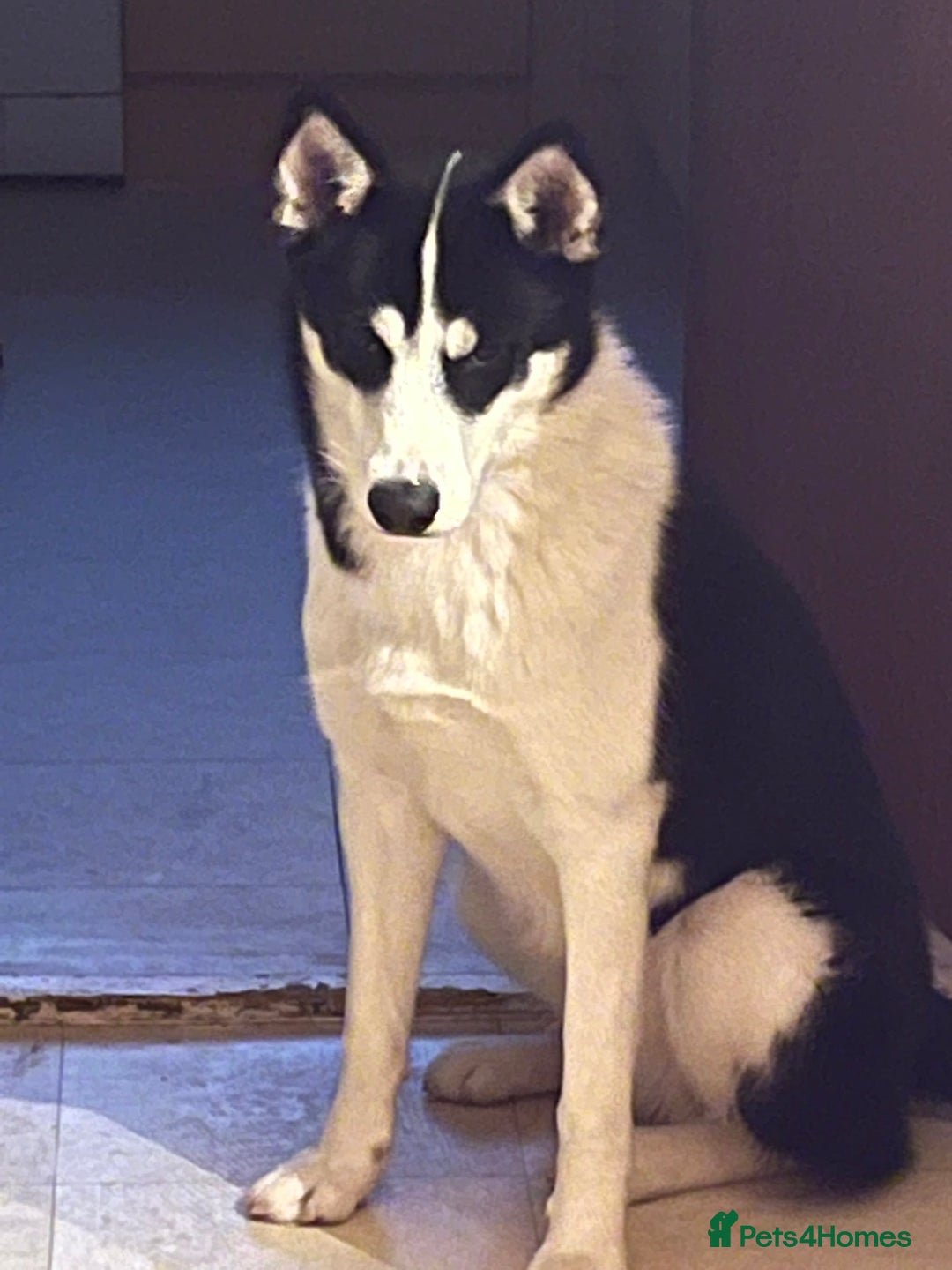 American Bulldog dogs for sale: American bulldog and Siberian Husky  full grown - Image 5