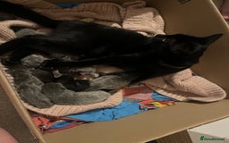 Russian Blue cats for sale: One male Russian blue kitten  - Image 5
