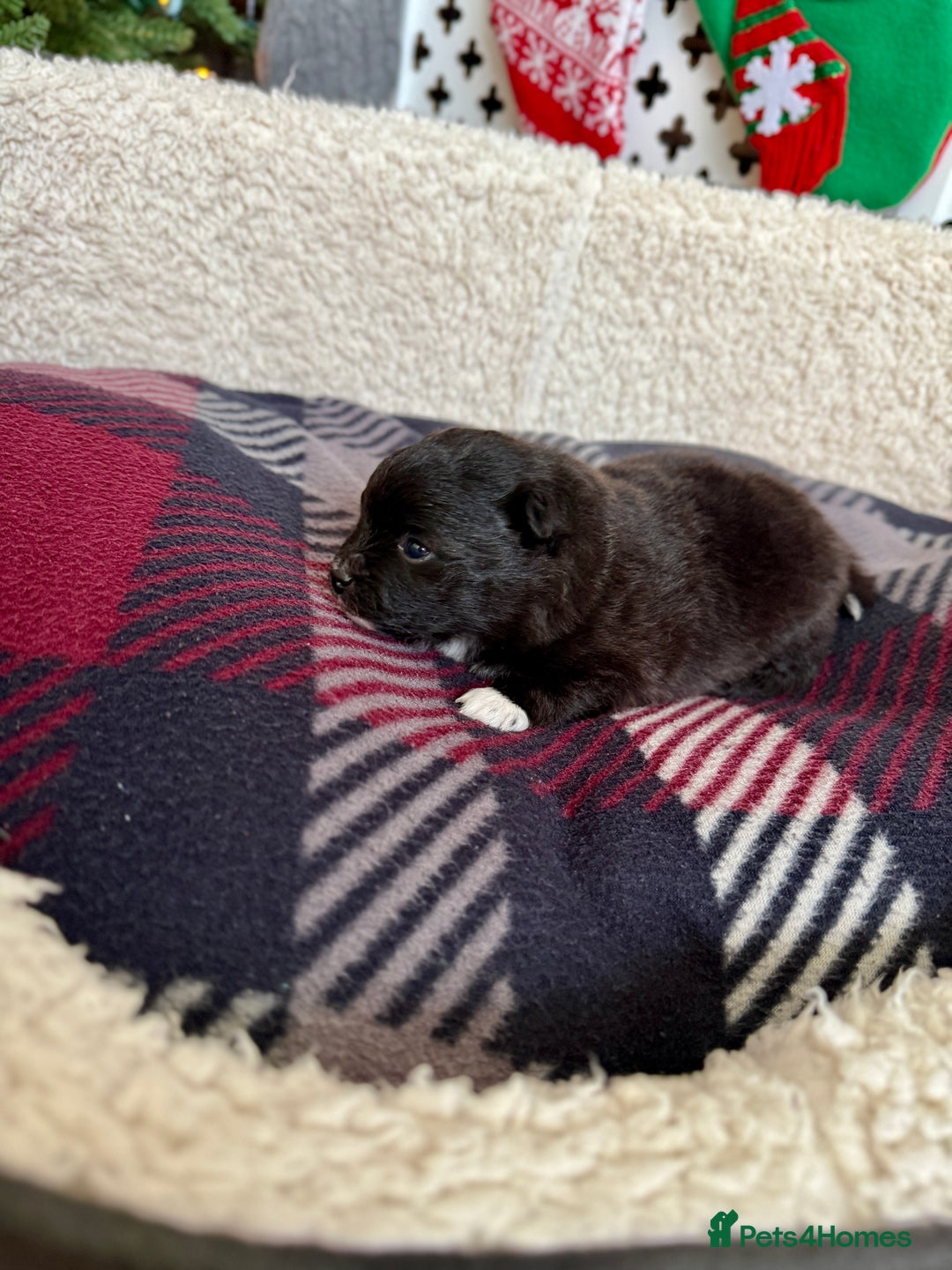 Pomeranian dogs for sale: Adorable Pomeranian puppies - ready January 25! - Advert 4