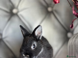 Netherland Dwarf rabbits - Advert 3