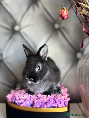 Netherland Dwarf rabbits - Advert 3