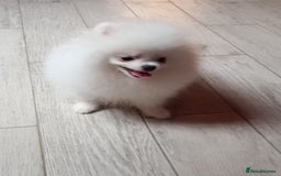 Pomeranian dogs for sale: Handsome Male fluff ball for sale!!🐶🐾 - Image 6