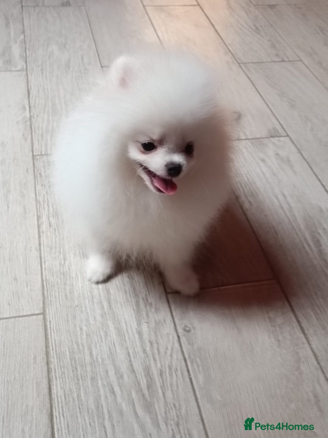Pomeranian dogs for sale: Handsome Male fluff ball for sale!!🐶🐾 - Image 6