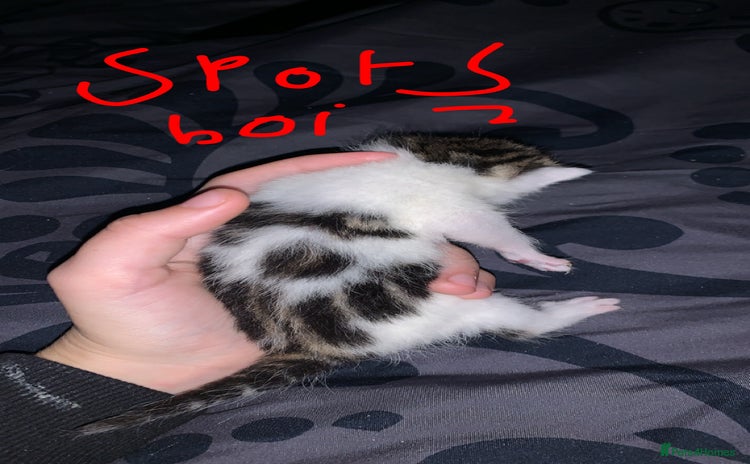 British Longhair cats Kittens for sale  - Advert 7