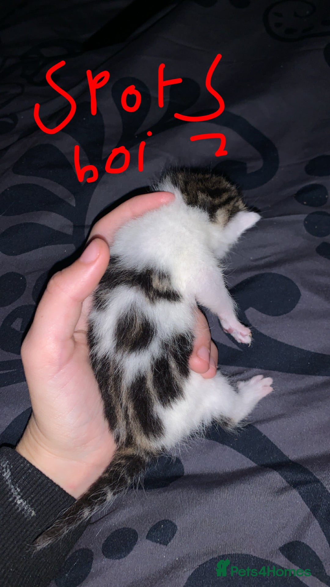 British Longhair cats for sale: Kittens for sale  - Image 5