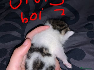 British Longhair cats Kittens for sale - Advert 2