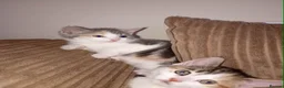 Mixed Breed cats for sale: Kittens for sale - Advert 15