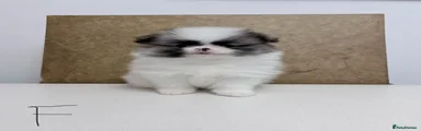 Pomeranian Puppy 4