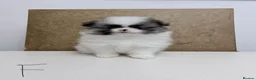 Pomeranian dogs for sale: Pomeranian Puppies – Home Raised With Mum & Dad - Advert 40