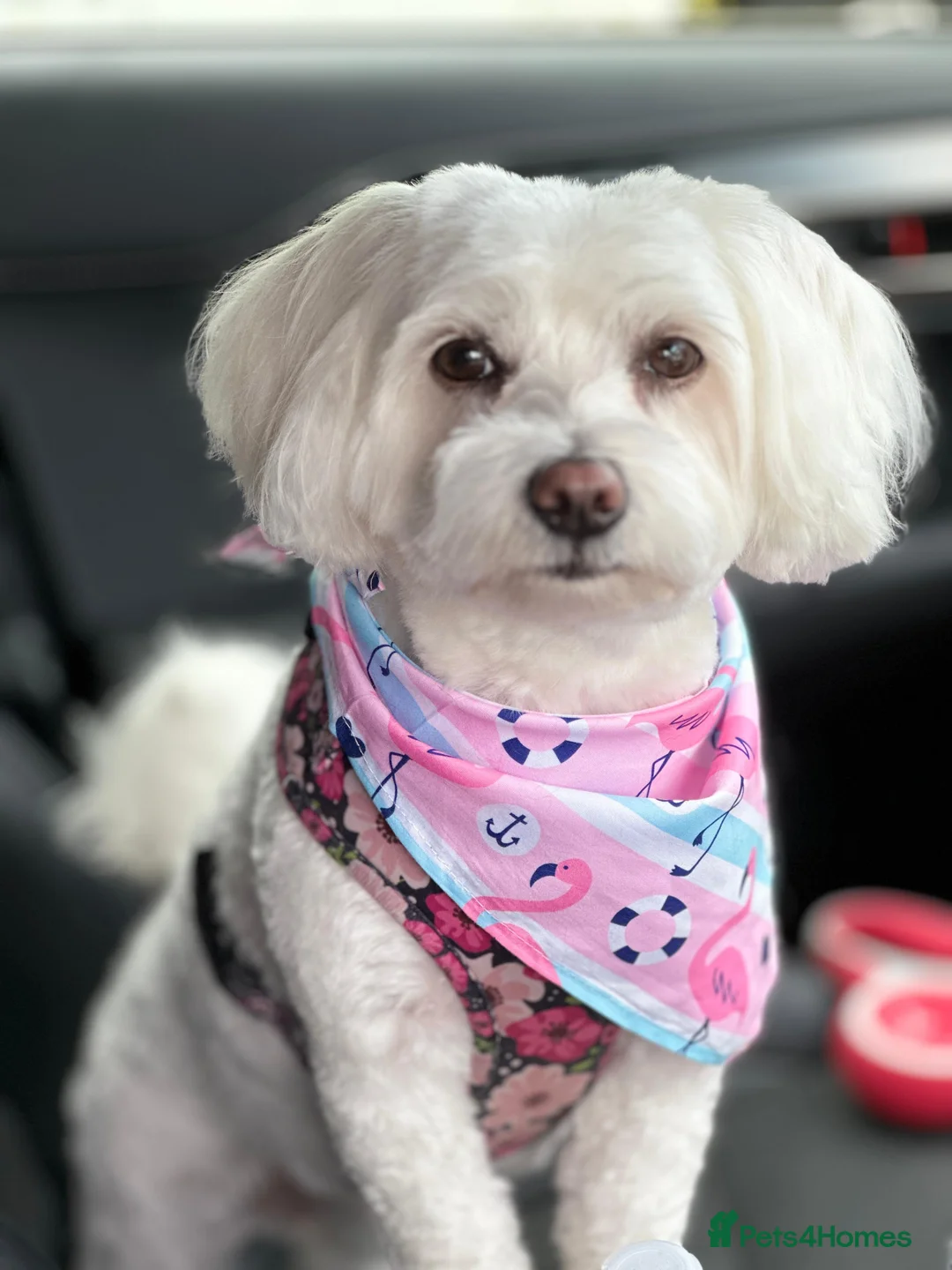 Mixed Breed dogs for sale: Beautiful Maltipoo puppies available  - Advert 8