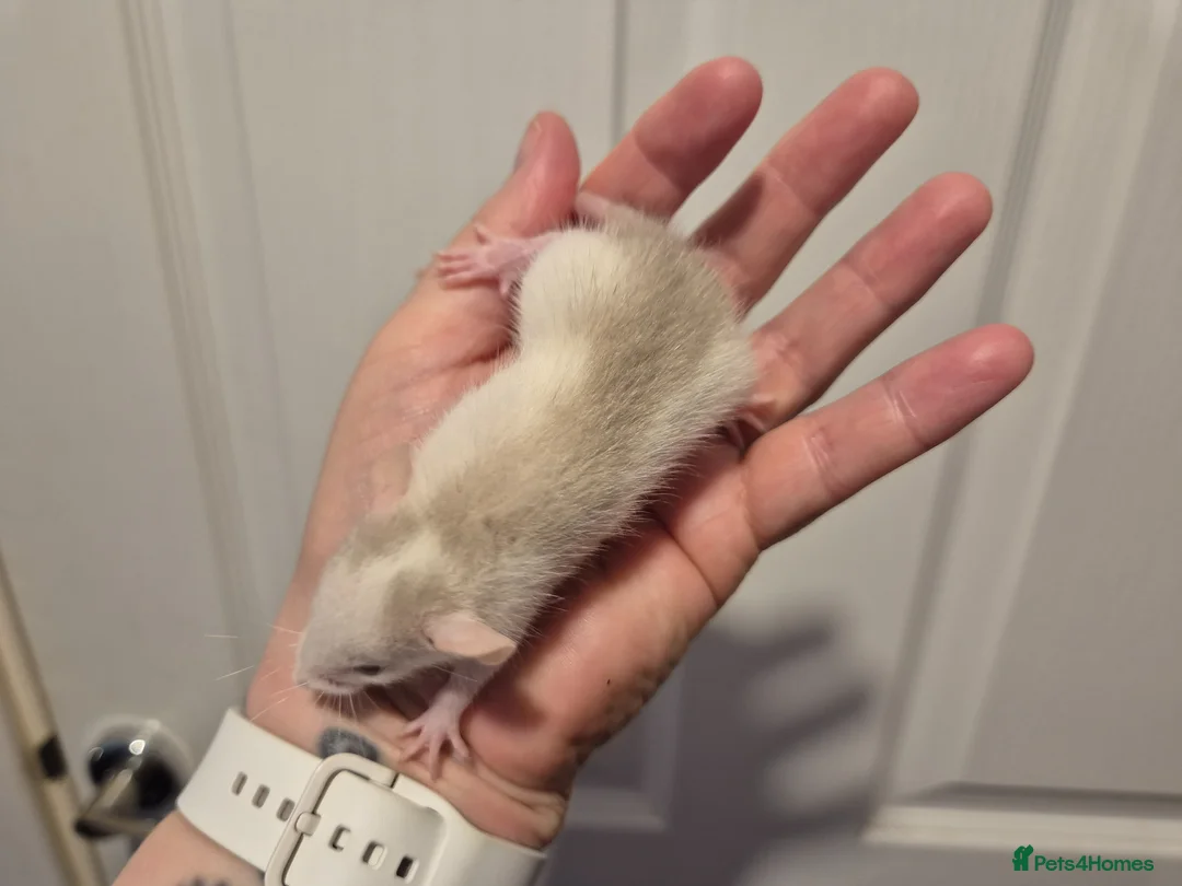 Rat rodents for sale: 4 Male Dumbo Rats - Advert 4