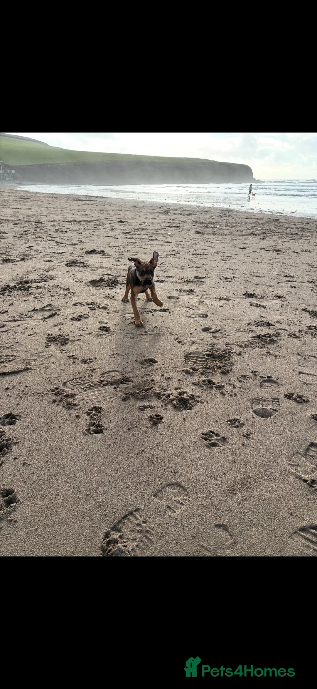 Springador dogs for sale: Freddie  - Advert 6