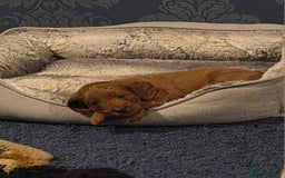 Cockapoo dogs for sale: 1 Beautiful Fox Red Boy Cockapoo Left  - Advert 27