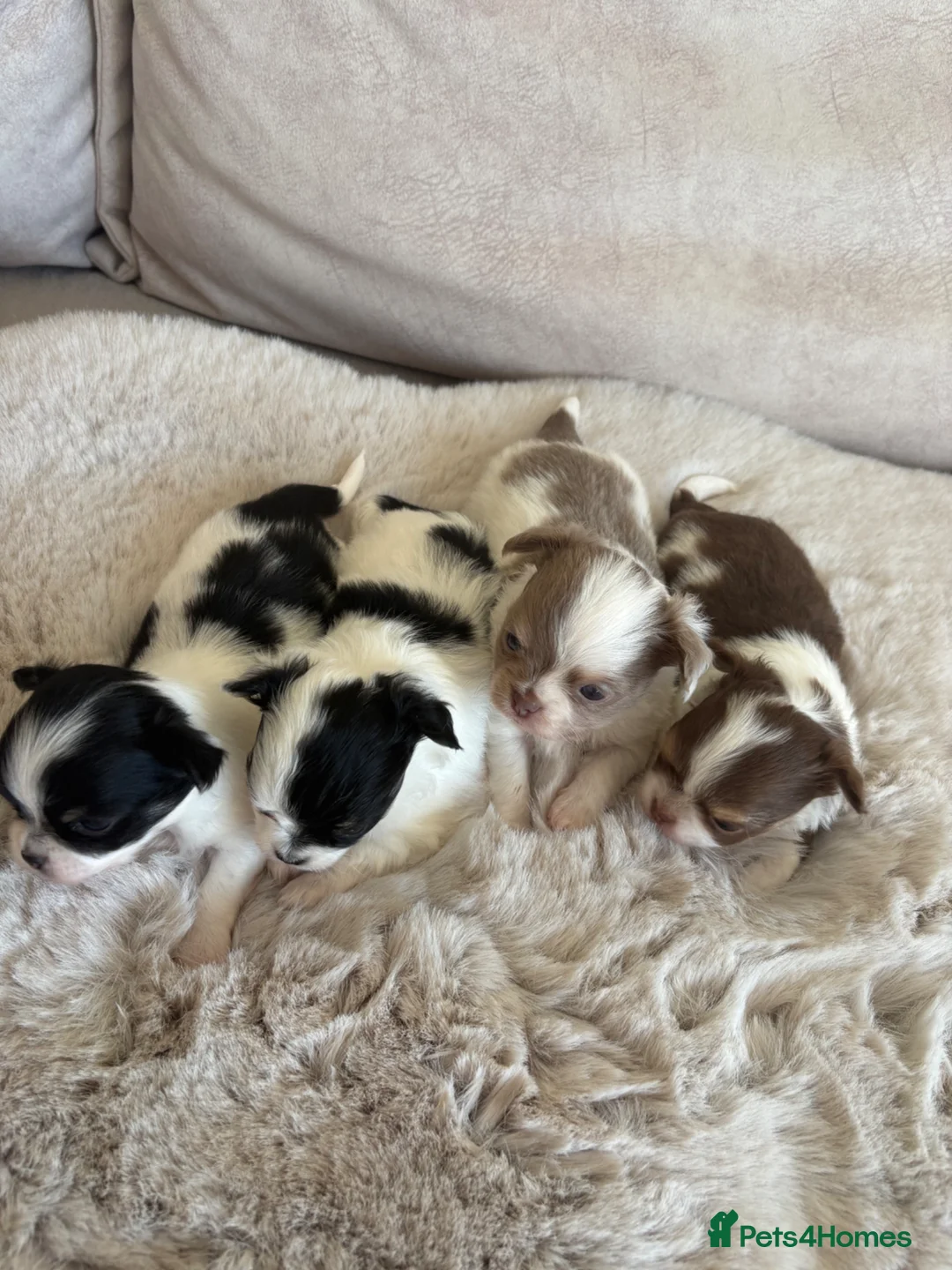 Chihuahua dogs for sale: Long Hair Chihuahua Puppies 😍🐶 in Swanley - Advert 1