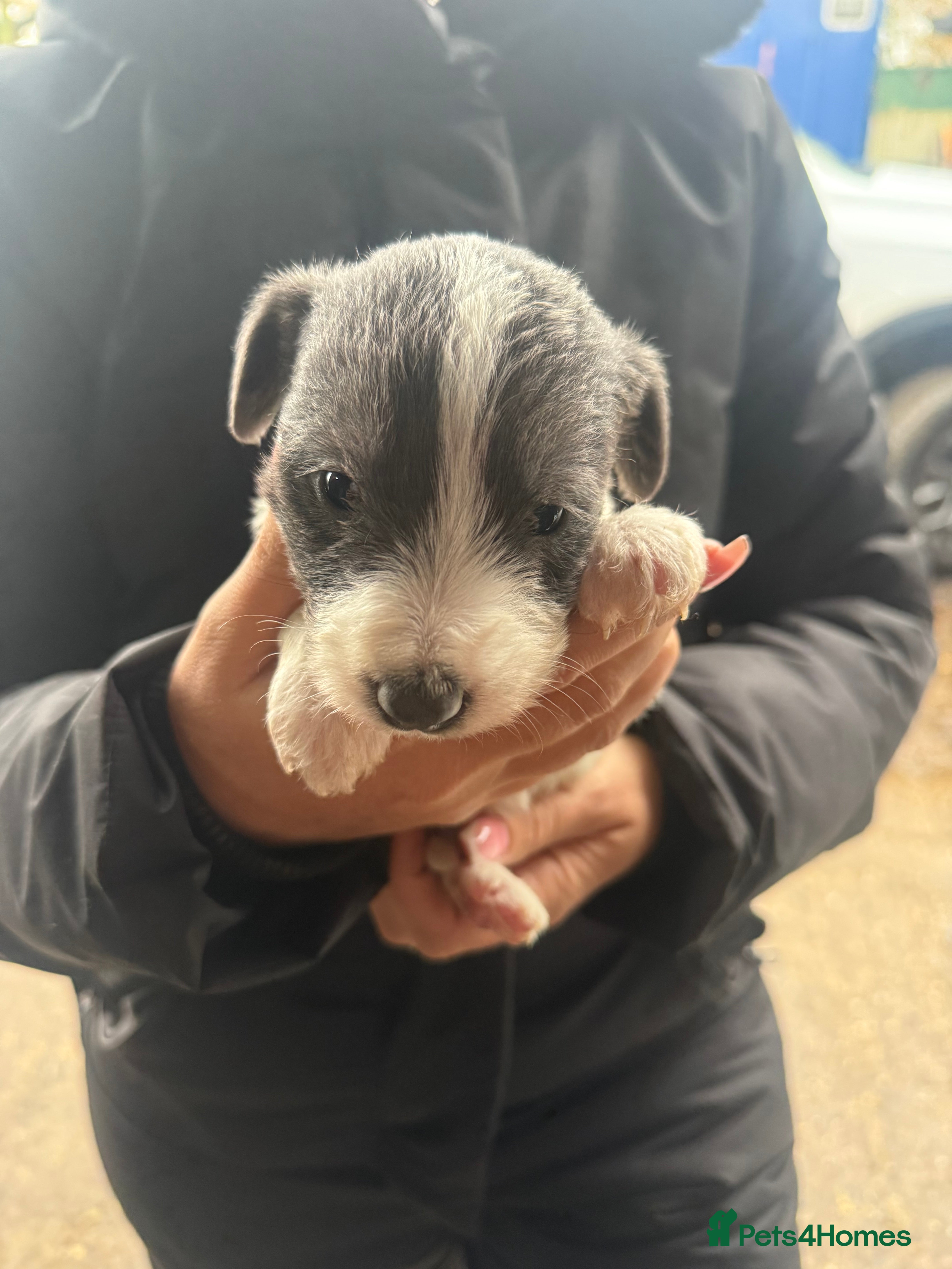 Whippet dogs Bedlington whippet puppies ready now  - Advert 6