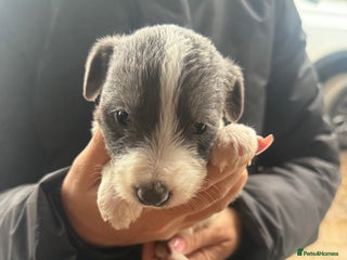 Whippet dogs Bedlington whippet puppies ready now - Advert 6