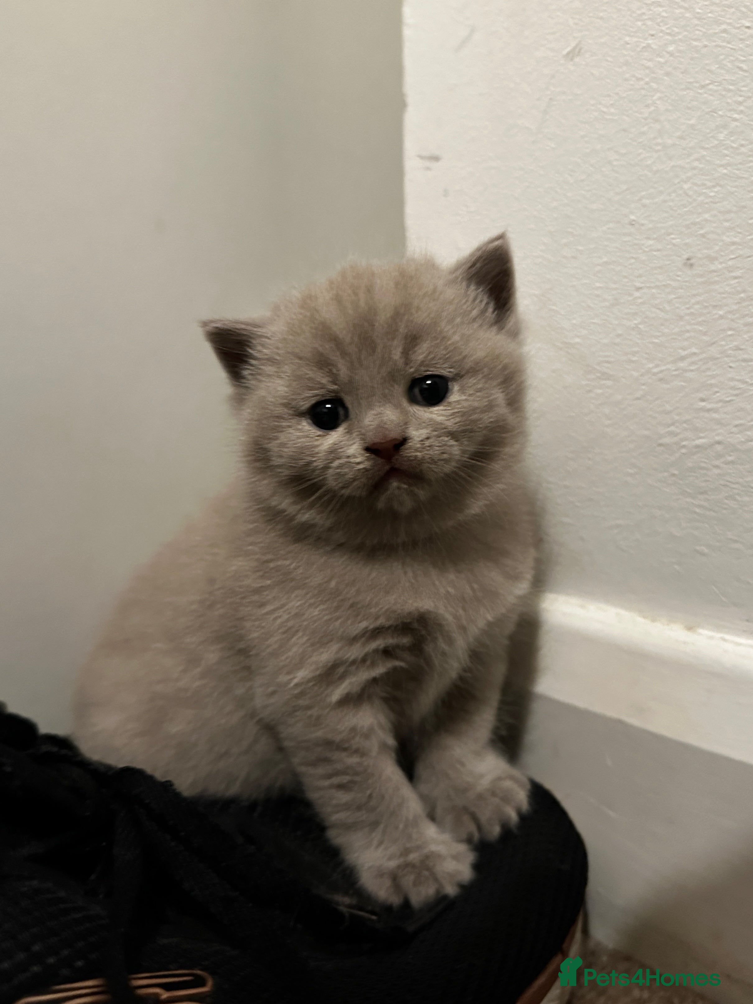 British Shorthair cats for sale: BSH Pedigree Cat and her kitten - Advert 2